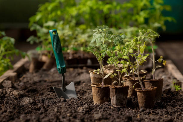 Why You Should Start a Vegetable Garden
