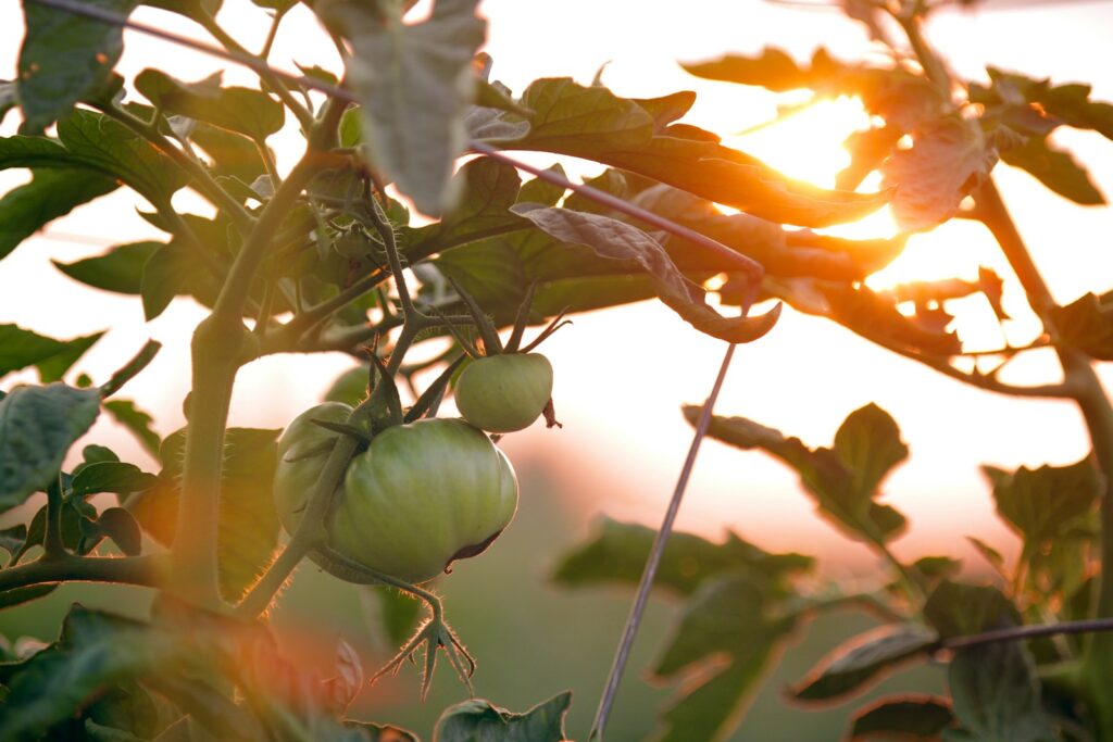 Planning Your Dream Vegetable Garden